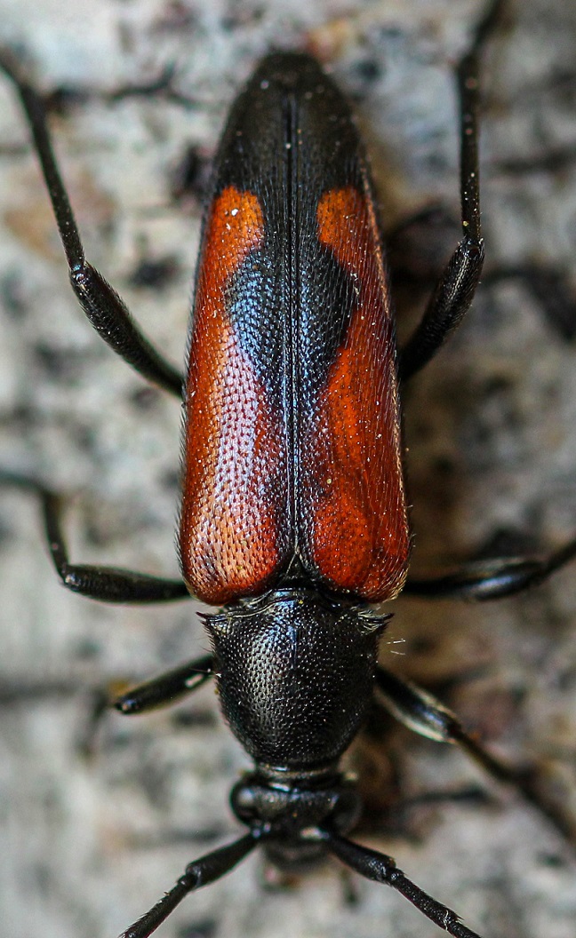 Cerambycidae: Stenurella bifasciata bifasciata